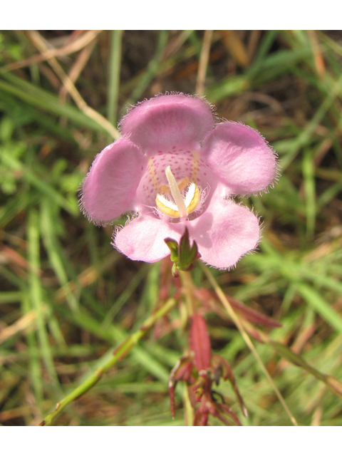 Agalinis heterophylla (Prairie agalinis) #36170