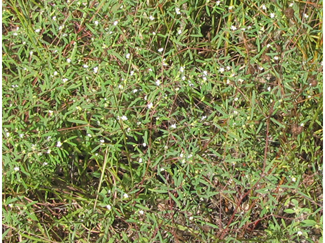 Chamaesyce missurica (Prairie sandmat) #36173