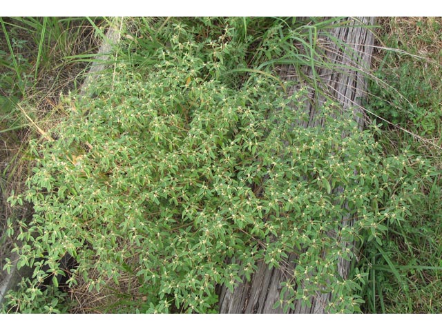 Croton monanthogynus (Prairie tea) #36176