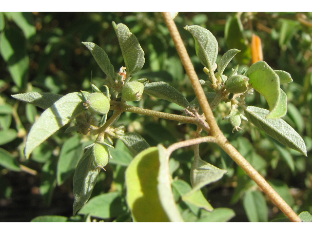 Croton monanthogynus (Prairie tea) #36181