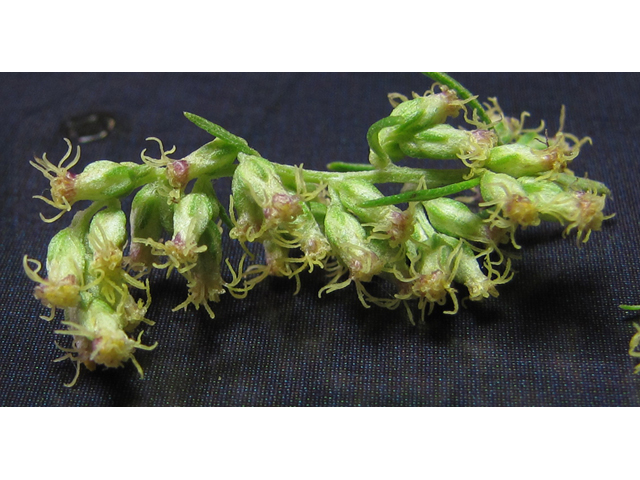 Artemisia ludoviciana ssp. mexicana (White sagebrush) #35835