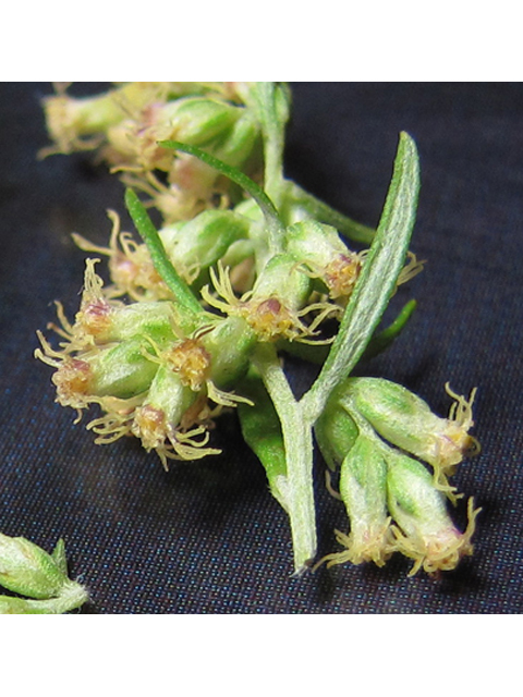 Artemisia ludoviciana ssp. mexicana (White sagebrush) #35836