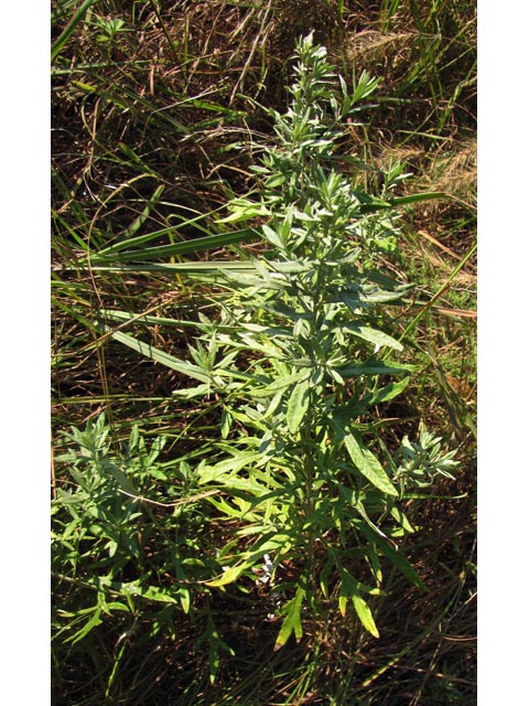 Artemisia ludoviciana ssp. mexicana (White sagebrush) #35837