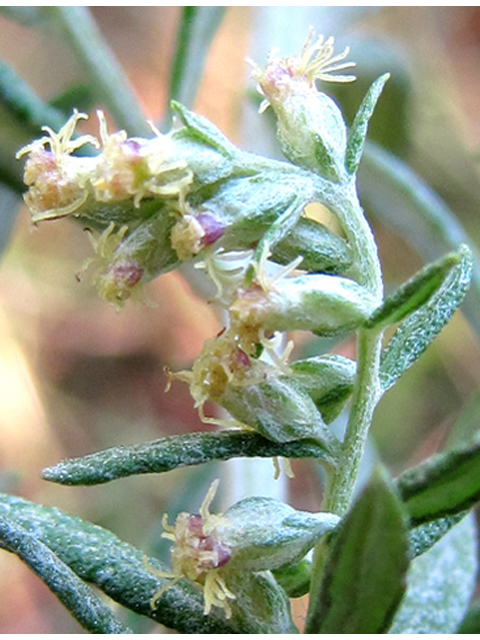 Artemisia ludoviciana ssp. mexicana (White sagebrush) #35839