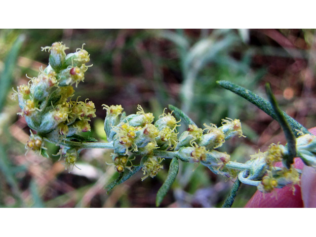 Artemisia ludoviciana ssp. mexicana (White sagebrush) #35840