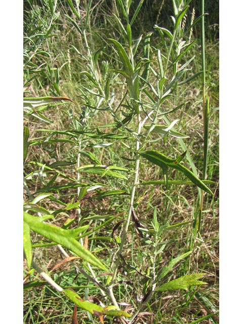 Artemisia ludoviciana ssp. mexicana (White sagebrush) #35841
