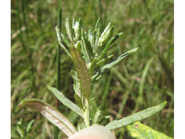 Artemisia ludoviciana ssp. mexicana (White sagebrush) #35843