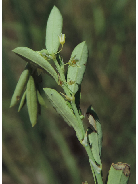 Phyllanthus polygonoides (Smartweed leaf-flower) #35915