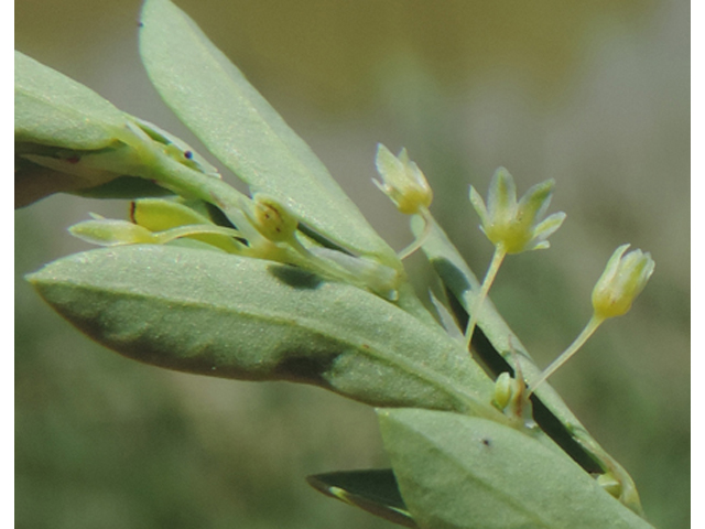 Phyllanthus polygonoides (Smartweed leaf-flower) #35916