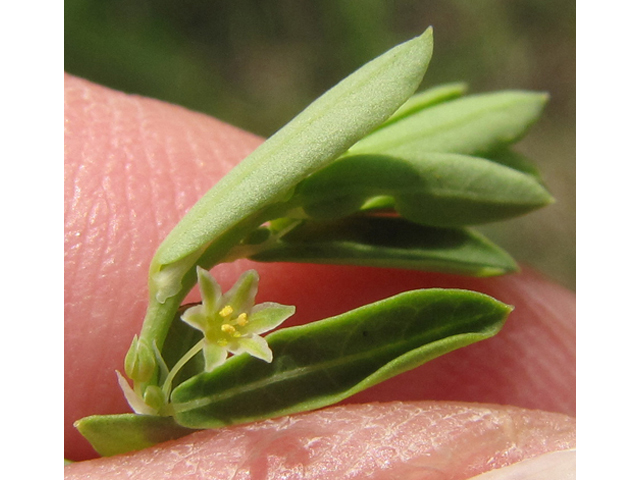 Phyllanthus polygonoides (Smartweed leaf-flower) #35917