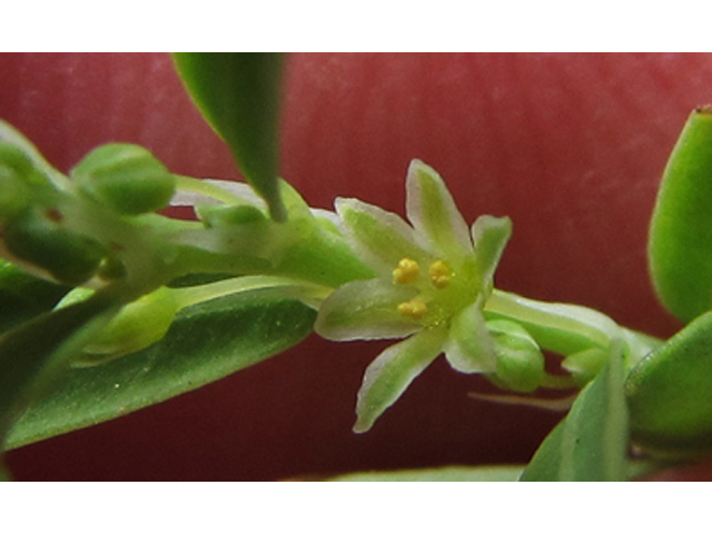 Phyllanthus polygonoides (Smartweed leaf-flower) #35918