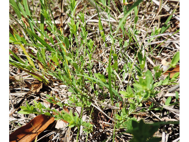 Phyllanthus polygonoides (Smartweed leaf-flower) #35919