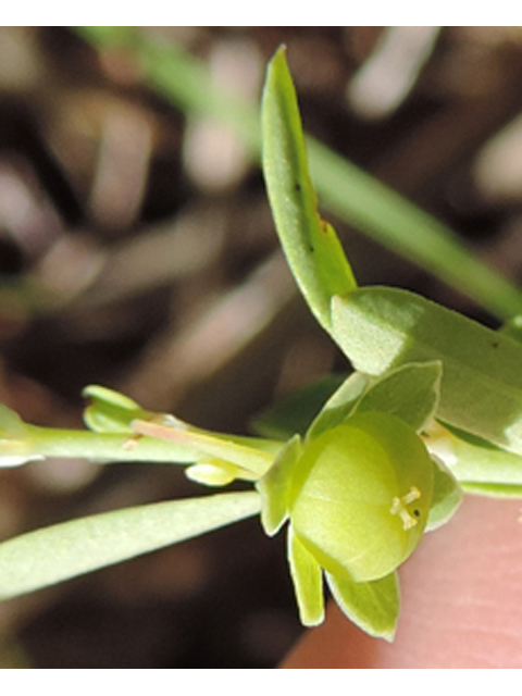 Phyllanthus polygonoides (Smartweed leaf-flower) #35920
