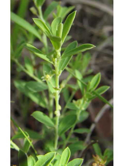 Phyllanthus polygonoides (Smartweed leaf-flower) #35921