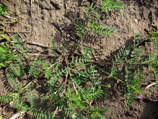Astragalus nuttallianus (Nuttall's milkvetch) #35953
