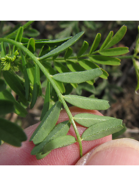 Astragalus nuttallianus (Nuttall's milkvetch) #35954