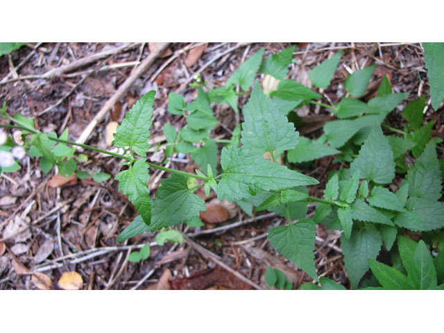Fleischmannia incarnata (Pink thoroughwort) #35993
