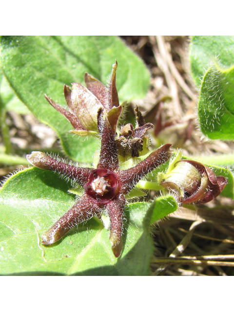 Matelea biflora (Purple milkweed vine) #36023