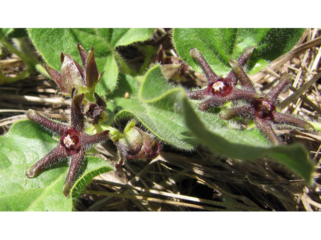 Matelea biflora (Purple milkweed vine) #36024