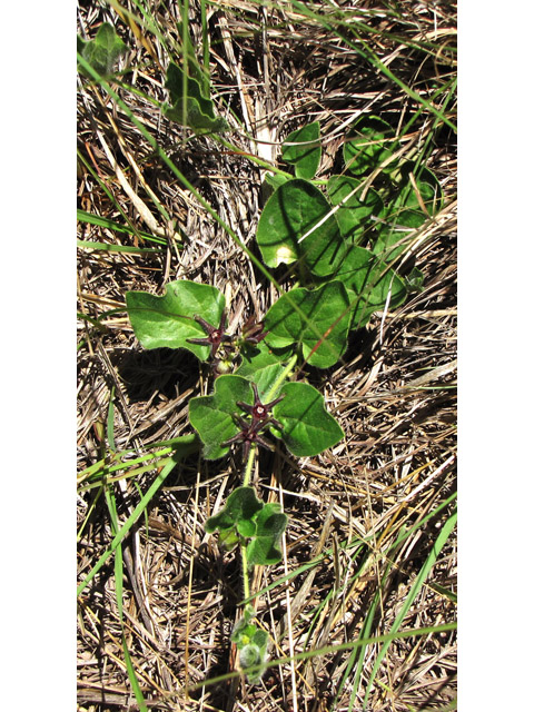 Matelea biflora (Purple milkweed vine) #36025