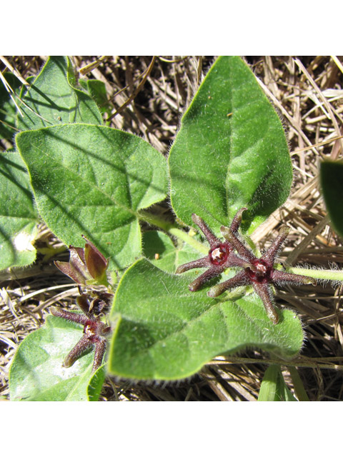 Matelea biflora (Purple milkweed vine) #36027
