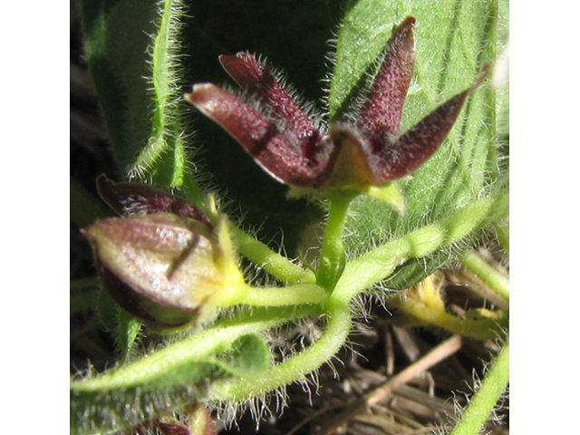 Matelea biflora (Purple milkweed vine) #36028