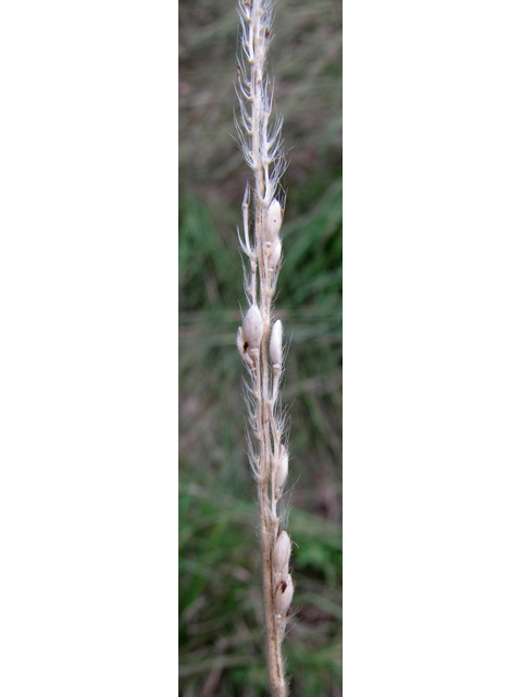Eriochloa sericea (Texas cupgrass) #36047