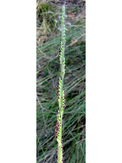 Eriochloa sericea (Texas cupgrass) #36048