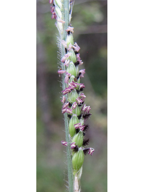 Eriochloa sericea (Texas cupgrass) #36049