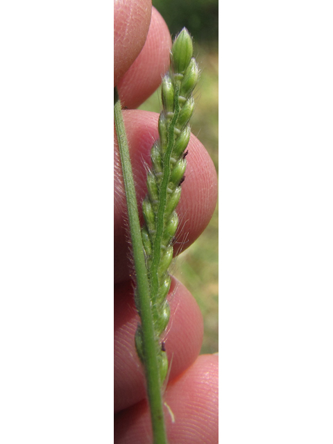 Eriochloa sericea (Texas cupgrass) #36050