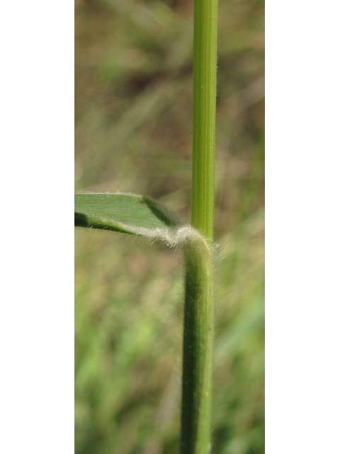 Eriochloa sericea (Texas cupgrass) #36052