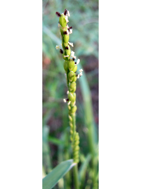 Eriochloa sericea (Texas cupgrass) #36055