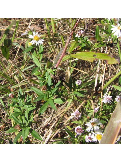 Symphyotrichum lanceolatum ssp. hesperium (White panicle aster) #36069
