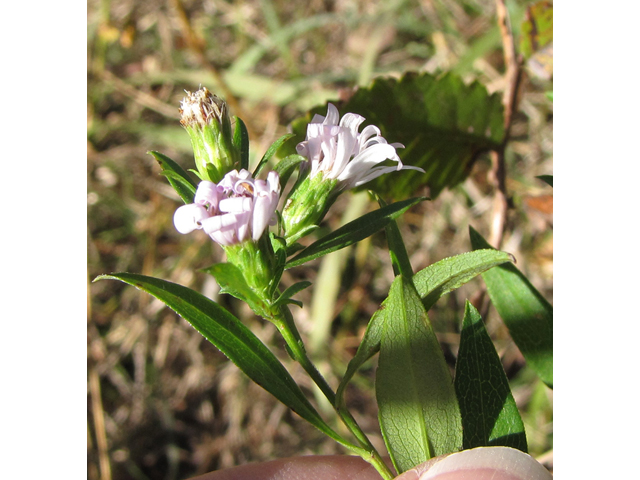 Symphyotrichum lanceolatum ssp. hesperium (White panicle aster) #36074