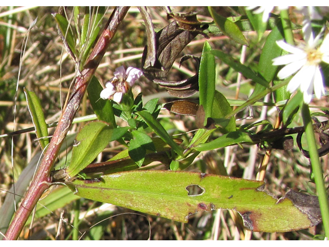 Symphyotrichum lanceolatum ssp. hesperium (White panicle aster) #36075