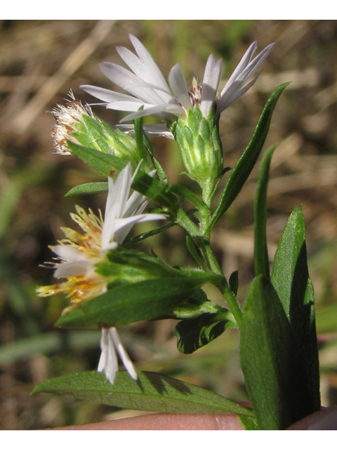 Symphyotrichum lanceolatum ssp. hesperium (White panicle aster) #36077