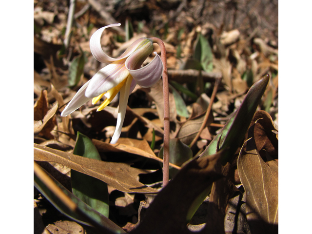 Erythronium albidum (White troutlily) #36084