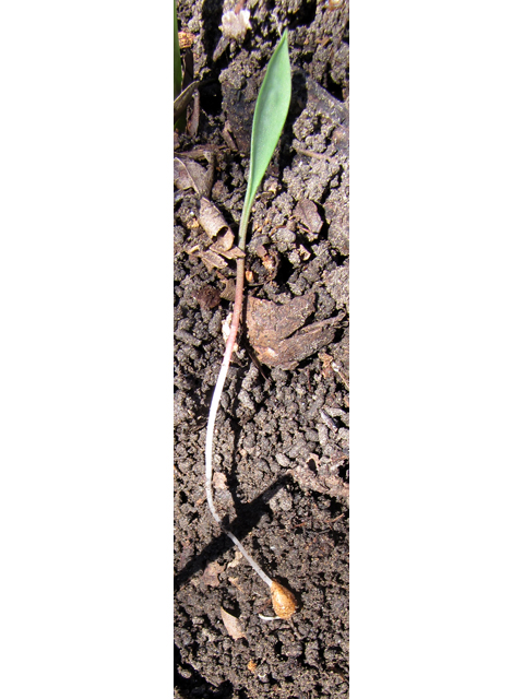 Erythronium albidum (White troutlily) #36085