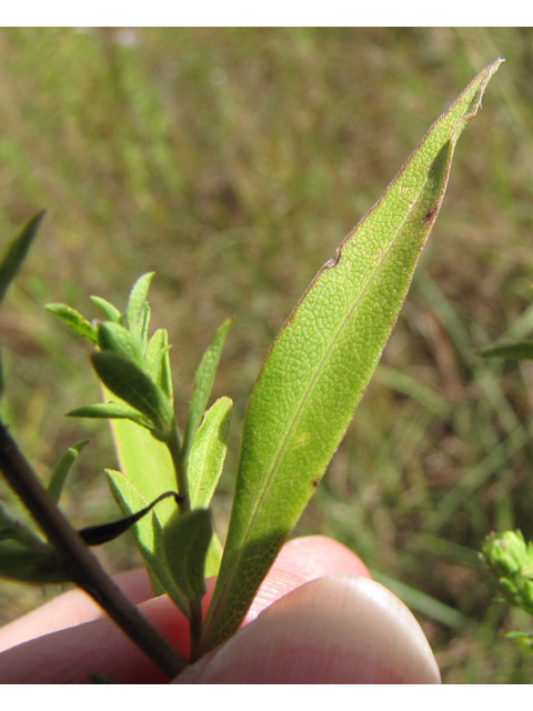 Symphyotrichum praealtum (Willowleaf aster) #36094