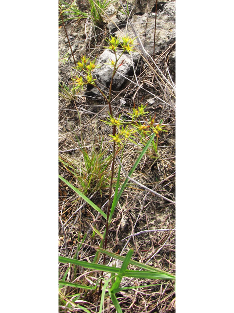 Paronychia virginica (Whitlow-wort) #38996