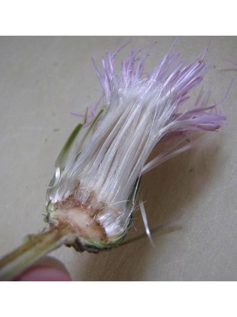 Cirsium engelmannii (Engelmann's thistle) #39008