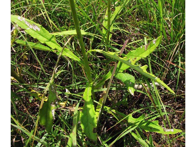 Cirsium engelmannii (Engelmann's thistle) #39010
