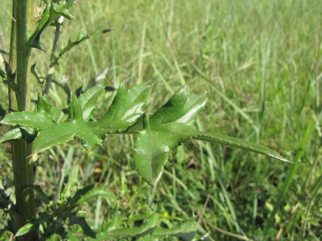 Cirsium engelmannii (Engelmann's thistle) #39016