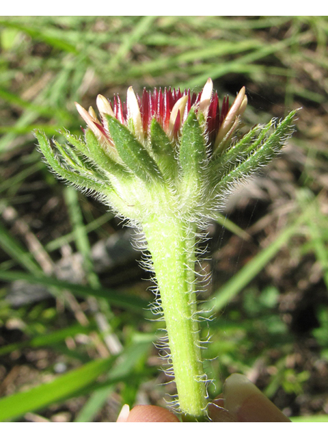 Echinacea angustifolia (Black samson) #39025