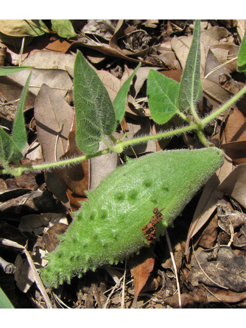 Matelea biflora (Purple milkweed vine) #39106