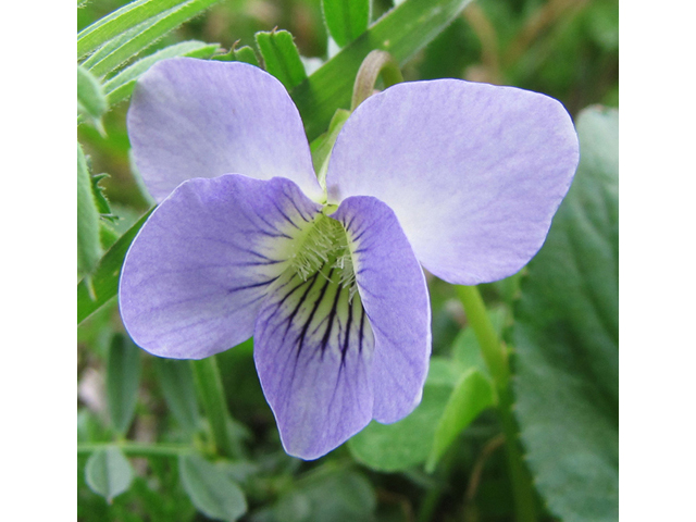Viola missouriensis (Missouri violet) #39113