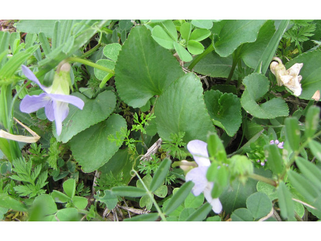 Viola missouriensis (Missouri violet) #39114