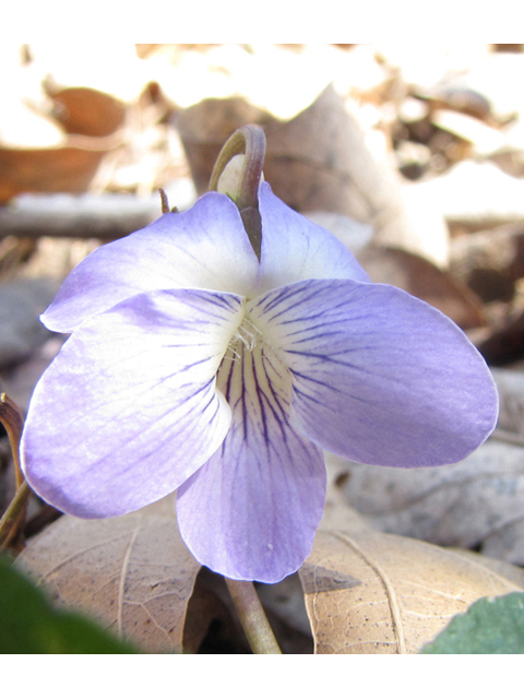 Viola missouriensis (Missouri violet) #39118