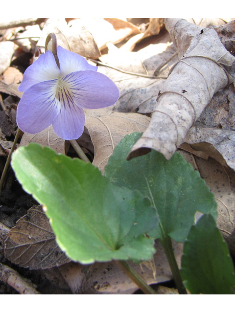 Viola missouriensis (Missouri violet) #39119