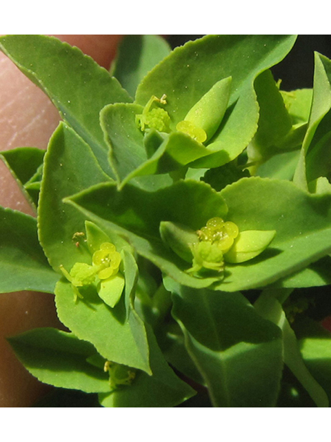 Euphorbia spathulata (Warty spurge) #39120